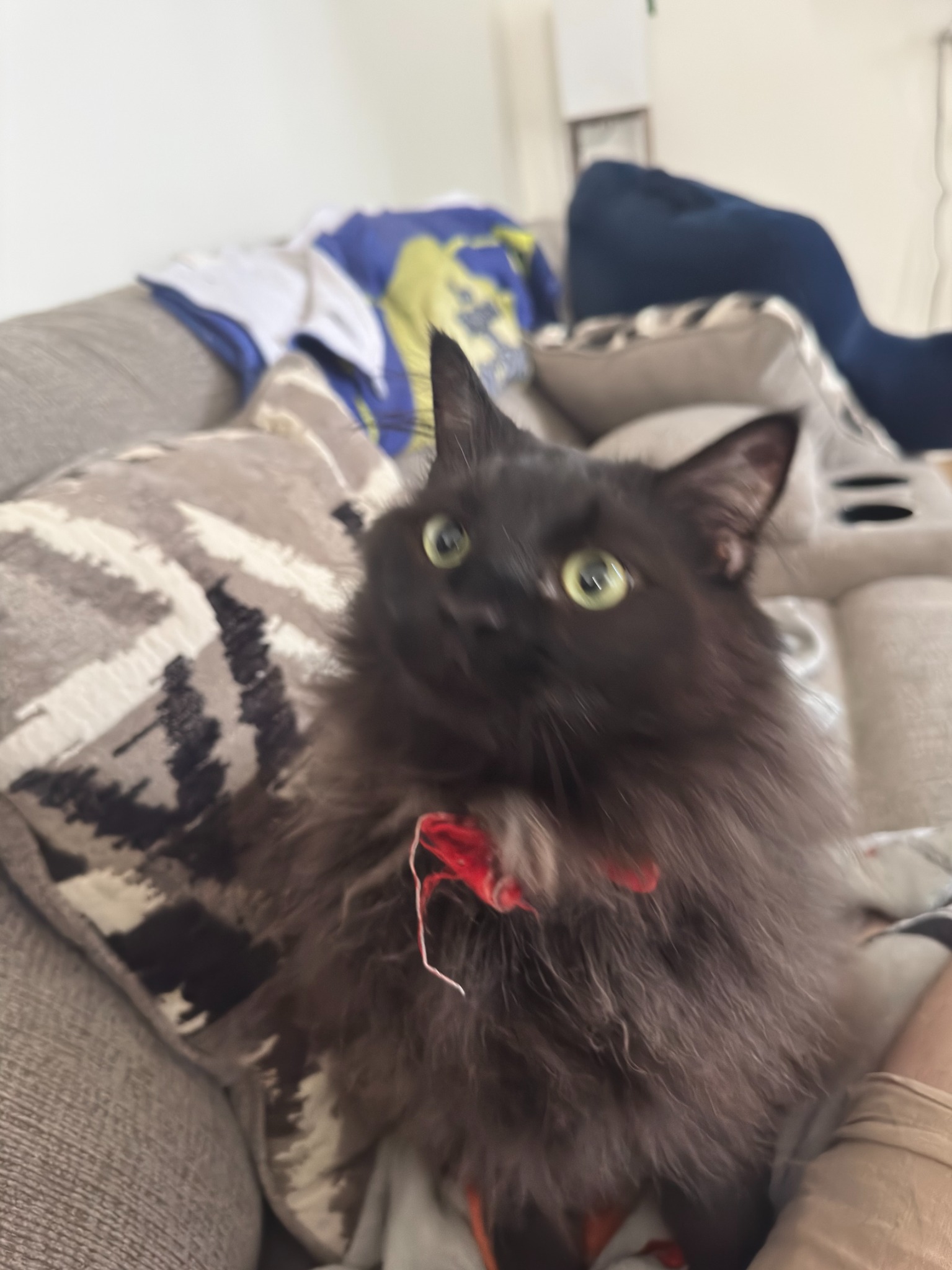Bourbon wearing his red bow tie